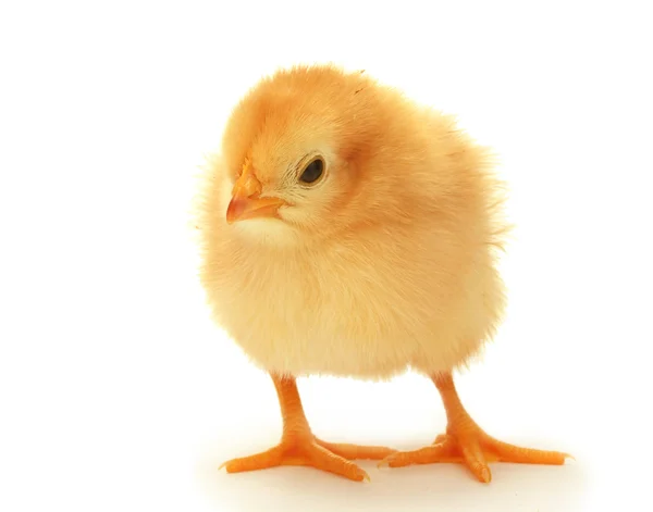 Bellissimo piccolo pollo isolato sul bianco — Foto Stock