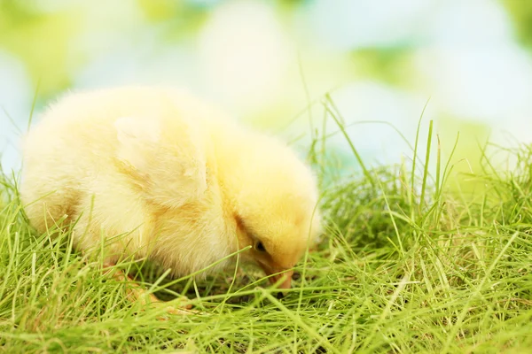 Piękny mały kurczę na zielonej trawie w ogrodzie — Zdjęcie stockowe