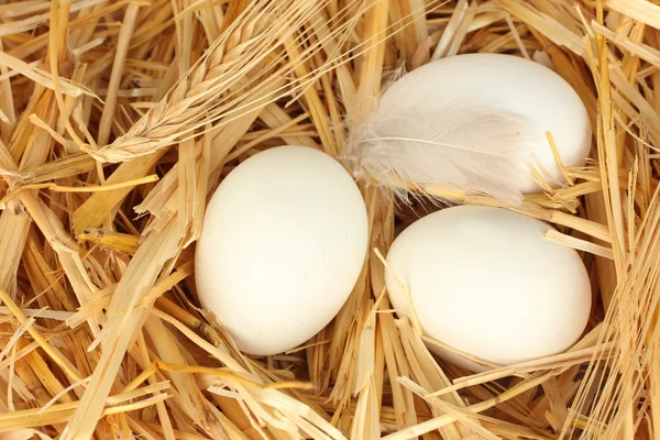 Œufs blancs dans un nid de paille gros plan — Photo