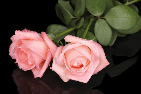 Rosa rosa isolata su nero — Foto Stock