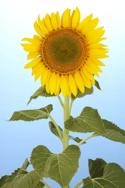 Sunflower on blue background — Stock Photo, Image