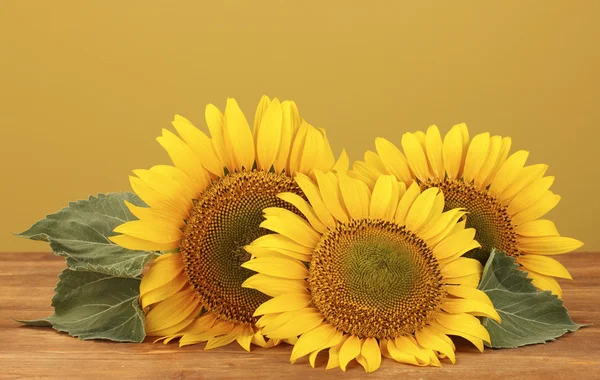 Sarı arka plan ayçiçeği — Stok fotoğraf