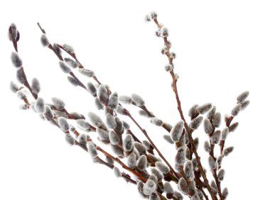 Pussy-willow twigs isolated on white clipart