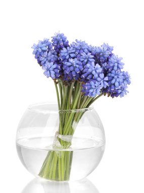 Muscari - Vazoda beyaz izole sümbül