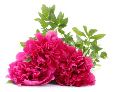 güzel pembe peonies üzerinde beyaz izole