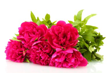 güzel pembe peonies üzerinde beyaz izole