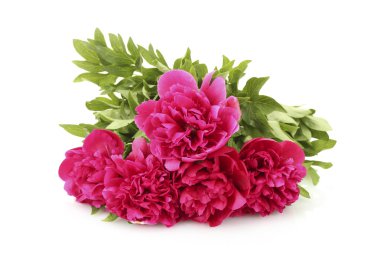 güzel pembe peonies üzerinde beyaz izole