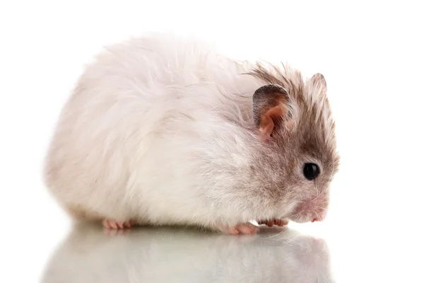 Schattige hamster zonnebloempitten eten geïsoleerd wit — Stockfoto