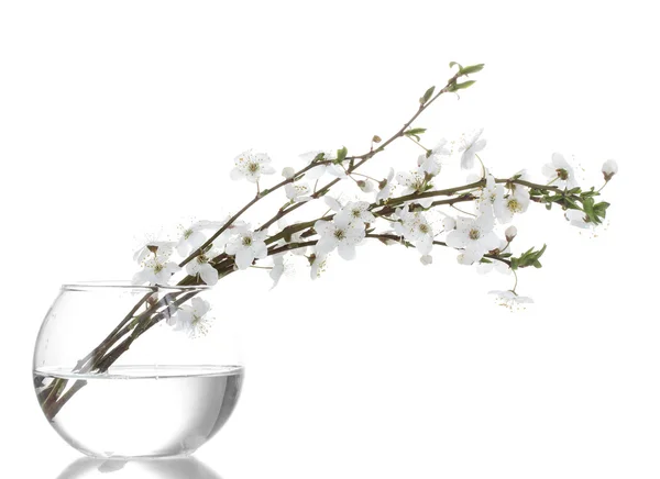 흰색 절연 꽃병에 아름 다운 벚꽃 — 스톡 사진