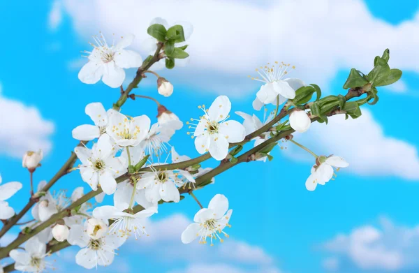 Красивый цветок вишни на голубом фоне неба — стоковое фото
