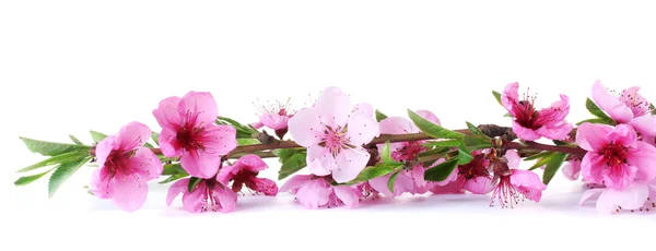 Bela flor de pêssego rosa isolado no branco — Fotografia de Stock