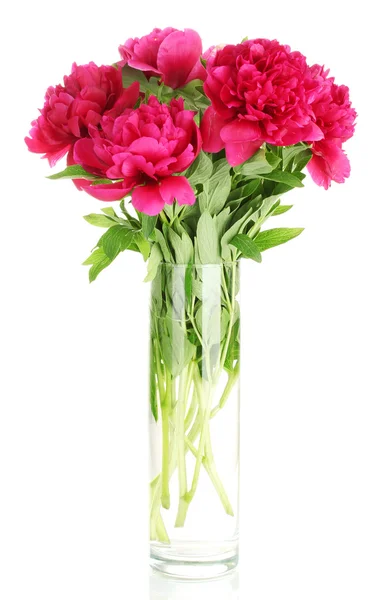 Vacker rosa pioner i vas med rosett isolerad på vit — Stockfoto