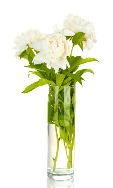 在用弓孤立在白色玻璃花瓶美丽白牡丹 — 图库照片
