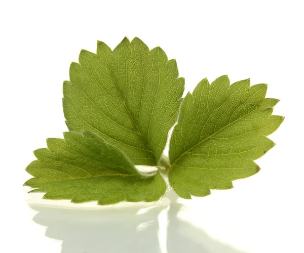 Зеленый клубничный лист, выделенный на белом — стоковое фото