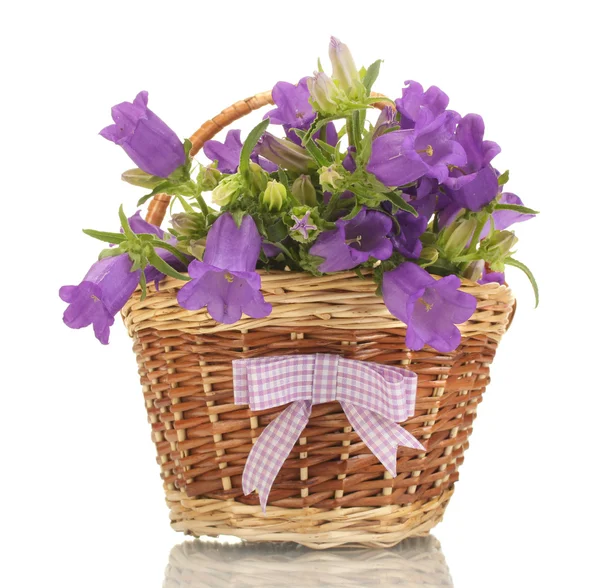 Flores de campana azul en cesta aislada en blanco —  Fotos de Stock