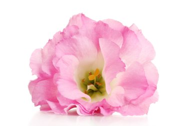 pembe eustoma çiçek üzerinde beyaz izole