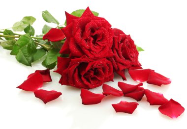 Three beautiful red roses with drops isolated on white clipart