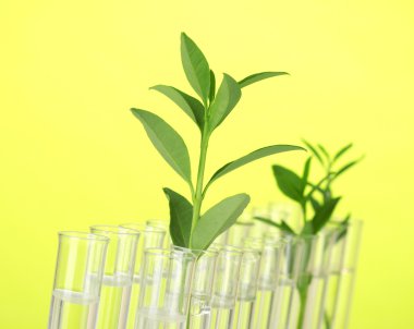 Test-tubes with a transparent solution and the plant on yellow background close-up clipart