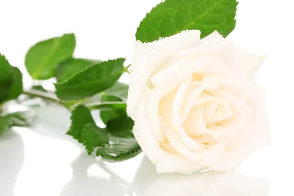 Bella rosa isolata su bianco — Foto Stock