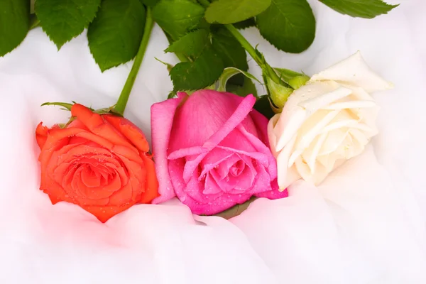 Lindas rosas em pano branco — Fotografia de Stock