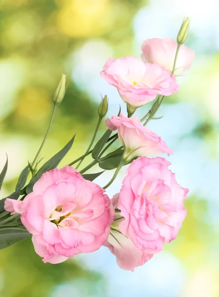 Bouquet de fleurs d'eustomes, sur fond vert — Photo