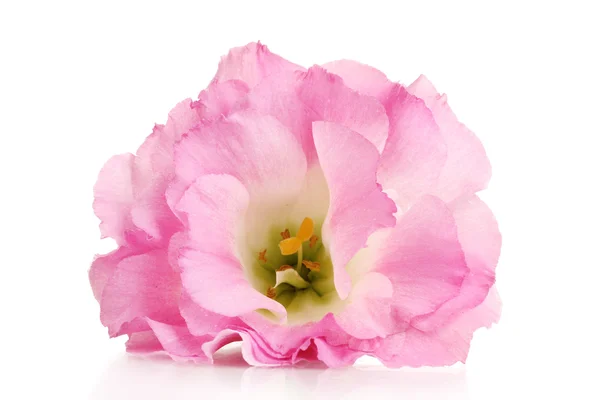 Flor eustoma rosa isolado em branco — Fotografia de Stock