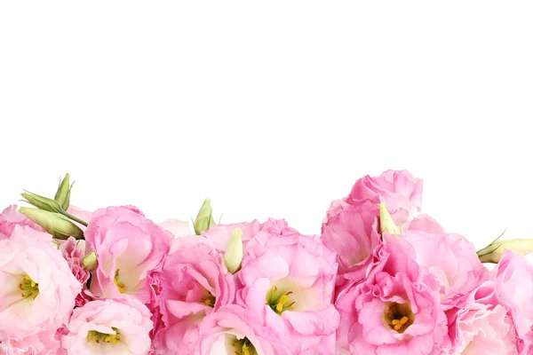 Ramo de flores de eustoma, aislado en blanco — Foto de Stock