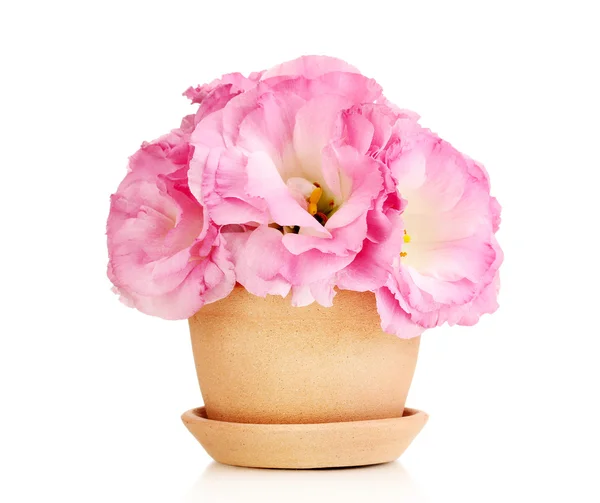 Bouquet of eustoma flowers in flowerpot, isolated on white — Stock Photo, Image
