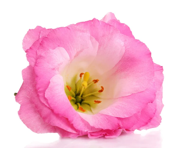 Pink eustoma flower isolated on white — Stock Photo, Image