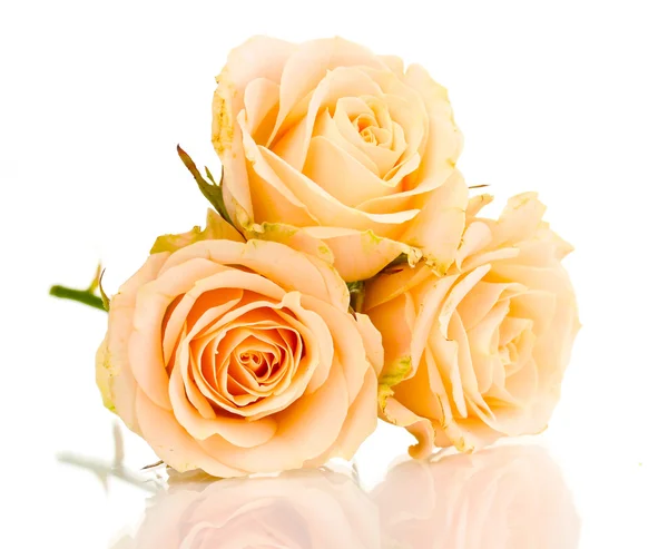 Hermosas rosas aisladas en blanco —  Fotos de Stock