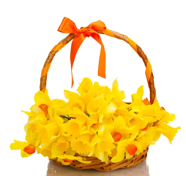 美丽的黄水仙，在篮子里用弓上白色隔离 — 图库照片