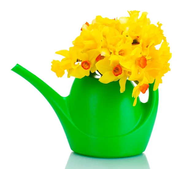 stock image Beautiful yellow daffodils in watering can isolated on white