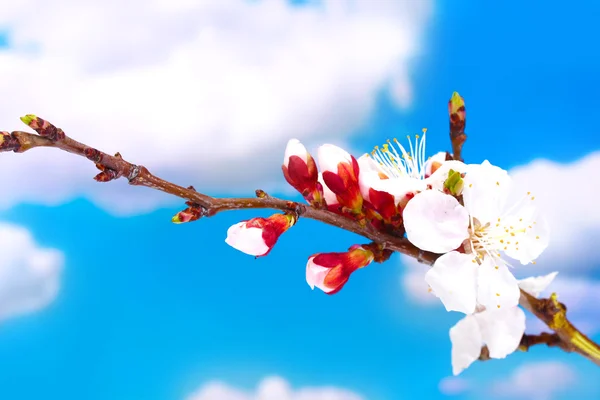 Hermosa flor de albaricoque sobre fondo de cielo azul —  Fotos de Stock