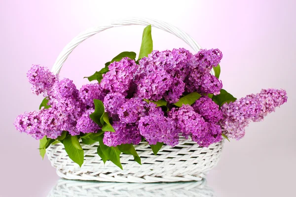 Krásné květy v koši na fialovém pozadí — Stock fotografie