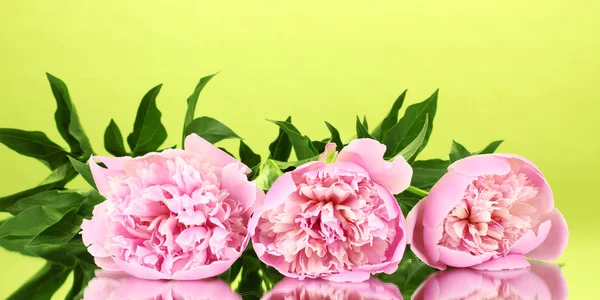 緑の背景に 3 つのピンクの牡丹 — ストック写真