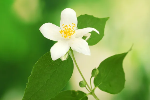 Schöne Jasminblüte mit Blättern auf grünem Hintergrund — Stockfoto