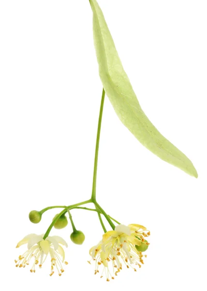 Gren av linden blommor isolerad på vit — Stockfoto