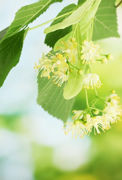 stock image Branch of linden flowers in garden