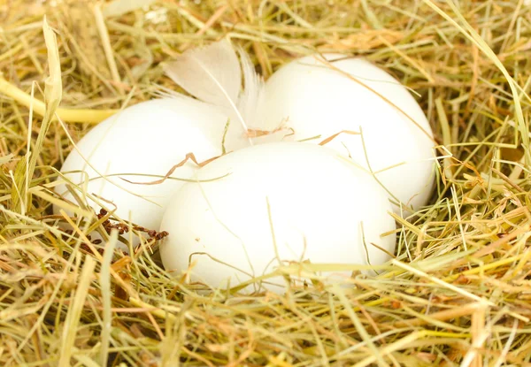 白蛋在巢里的干草上白色背景特写 — 图库照片