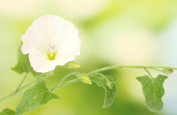 Bindweed on a bright green background close-up — Stock Photo, Image