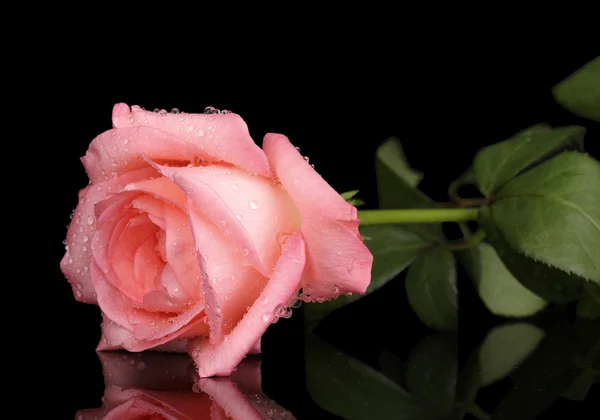 Růžová růže izolovaná na černé — Stock fotografie