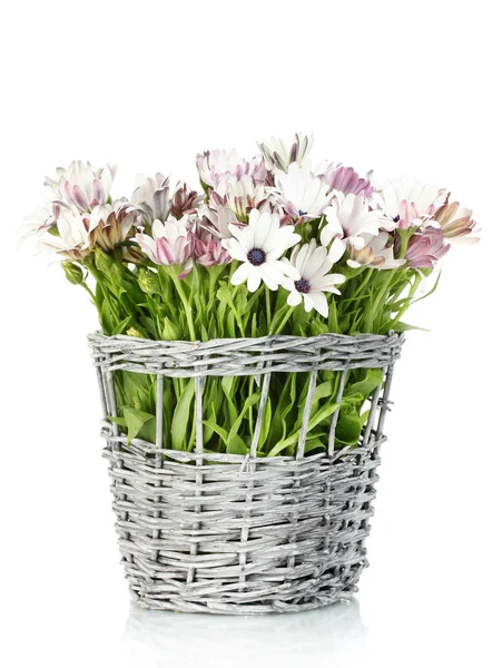 Bouquet di bellissimi fiori estivi in vaso di vimini, isolato su bianco — Foto Stock