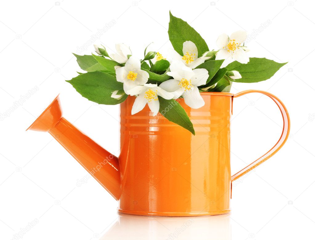 Beautiful jasmine flowers with leaves in watering can isolated on white