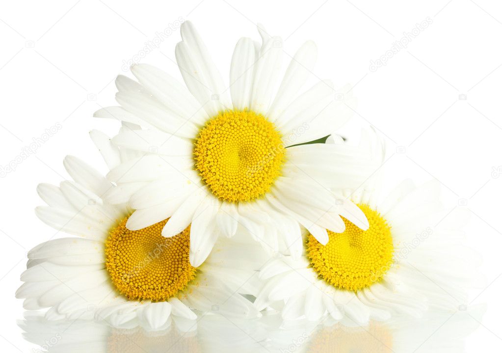 Beautiful daisies flowers isolated on white