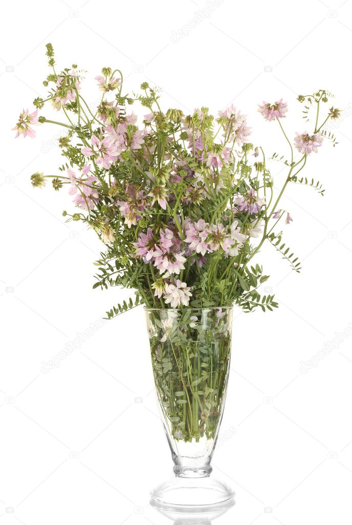 Bouquet of vicia in a transparent vase isolated on white background