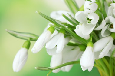 Beautiful snowdrops on green background clipart