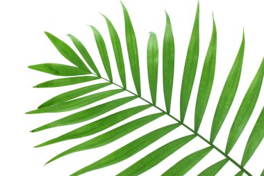 güzel yeşil palmiye yaprağı üzerinde beyaz izole