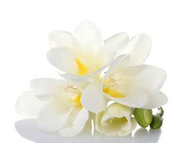 Beautiful freesia isolated on white