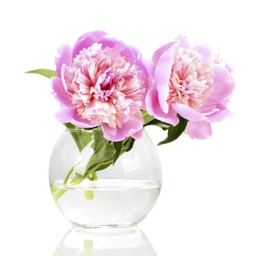 Three pink peonies in vase isolated on white clipart