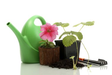 sulama olabilir, araçları ve üzerinde beyaz izole Saksı bitkiler